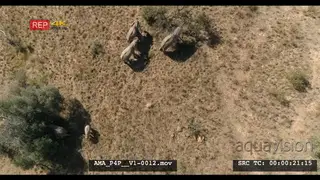 Aerial Drone African elephant herd and calves feeding off bushes