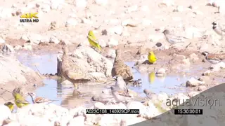 Namaqua Sandgrouses drinking walking across frame as Cape Sparrows Sociable Weavers and.