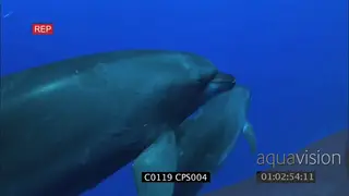 A pair of bottlenose dolphins swimming POV UW