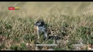 Juvenile meerkat digging searching for food
