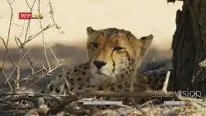Young adult cheetah lying under tree turning around