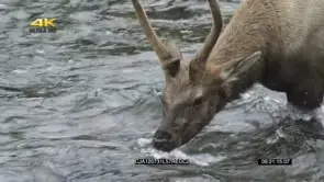 Elk standing inside river looking around and drinking water HA MS