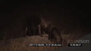 Juvenile Brown hyenas at den entrance looking around grooming each other at NIGHT