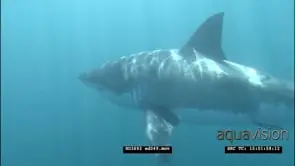 Great White Shark swimming underwater passing by diver MLS HAND