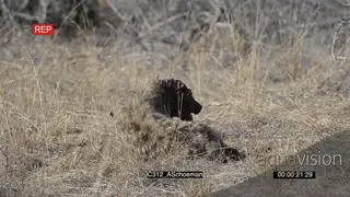 Injured Spotted Hyena after bloody fight AmCam