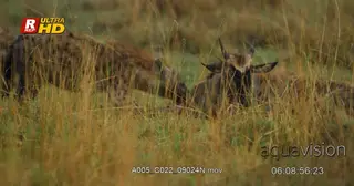 Spotted hyenas feeding on blue wildebeest calf alive