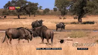 Tracking shot of a male wildebeest chases other male wildebeest away showing its.