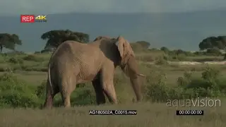 African elephant Bull Dust Bathing MS DUST GENERAL BEHAVIOUR