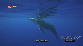 Humpback whale male surfacing UW