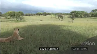 Lioness laying down looking at Wildebeest herd in distance CU