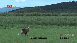 Waterbuck with calf and Intermediate Egret standing walking and looking around on.