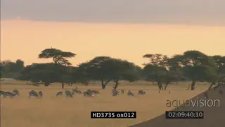Various PAN shots across kalahari grassland with big herd of springboks, calves pronk.