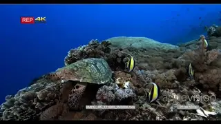 A tracking CU shot of a hawksbill turtle eating while four moorish idol fish hang about.
