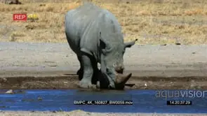 White rhino drinking water
