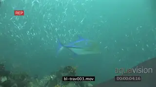 Giant Kingfishes swimming underwater in ocean passing by camera MLS PAN HAND