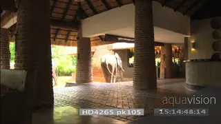 African elephants following each other walking through Mfuwe lodge reception area