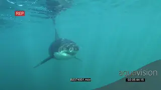 Great white shark gently swimming towards camera underwater in ocean then turning passing.