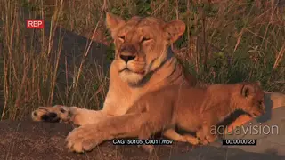 African Lioness laying down on rocks with cub moving around MCU PAN ZO MLS HAND