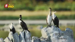 Flock of White-breasted cormorants sitting on top of rocks, looking around and searching.