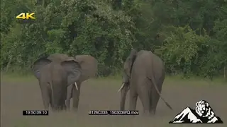 Elephants TERRITORIAL DISPLAY GREEN LS