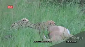 Cheetah Laying Feeding on Impala GREEN MS