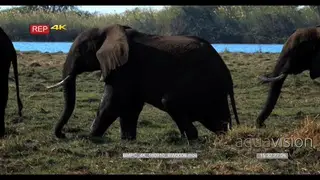 Elephant herd grazing on the water edge