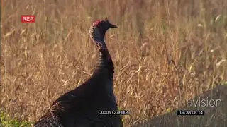 Turkey standing and looking around MS