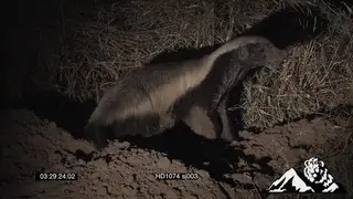 Honey Badger digging for insects and grubs