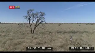Low Drone Aerial over bushveld