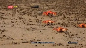 CU shot of feeding red crabs, ghost crab scurrying sideways across Isla de la Plata beach.