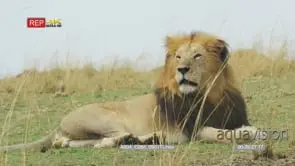 Black-maned lion resting zoom in to male lion's head