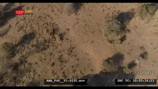 Aerial Drone Southern Ground Hornbills foraging digging in burrow for food