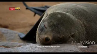Adult cape fur seal's face facing directly at the camera winking