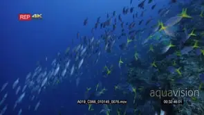 Stunning wide shot so full of fish large schools of bigeye snapper.
