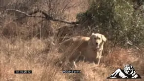 Leopard and Dog playing in the bushveld MS