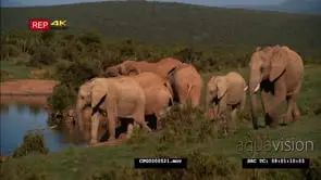 A Herd of African Elephants drinking water from the River GOOD LIGHT