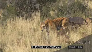 Bengal tiger patrolling his territory and scouting for prey