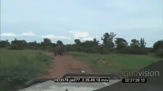 POV vehicle following and stopping near African elephants with juvenile calf walking.