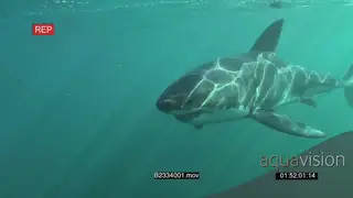 Great White Shark swimming underwater in ocean turning and passing by camera UW HAND