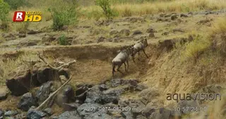 Five Blue Wildebeest crossing river and climbing mountainous rocks.