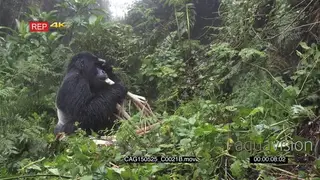Mountain Gorilla sitting in the rain in forest and eating MWS HAND