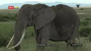 Female elephant sauntering through the grasslands