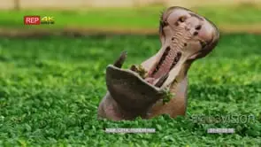 Close up shot of hippo inside green cabbage yawning oxpecker on the back