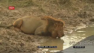 Lion Male drinking muddy water them walking off MS PAN ZOOM