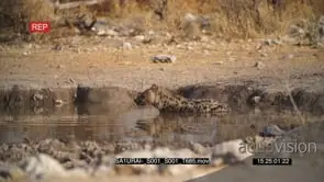 Spotted hyena mud bathing looking around