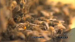 Bee keeper loosening beehive frames GOOD LIGHT CU ZO PAN ZI