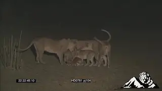 Lionesses taking on Impala not killing but giving cubs a chance to kill.
