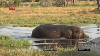 Hippo walking into the river PROFILE MWS