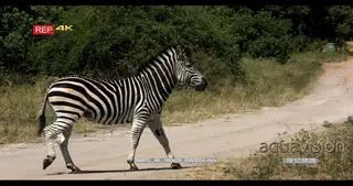 Zebra and Giraffe Walking and Running into the bushveld MWS