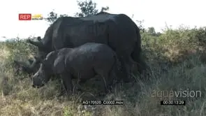 Black Rhino cub Suckling and grazing with the Mother GENERAL BEHAVIOUR
